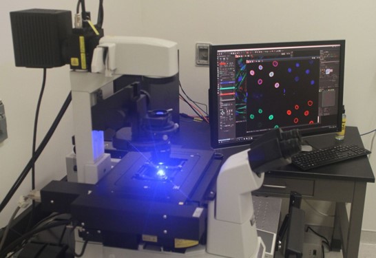 Nikon C2 laser scanning confocal
