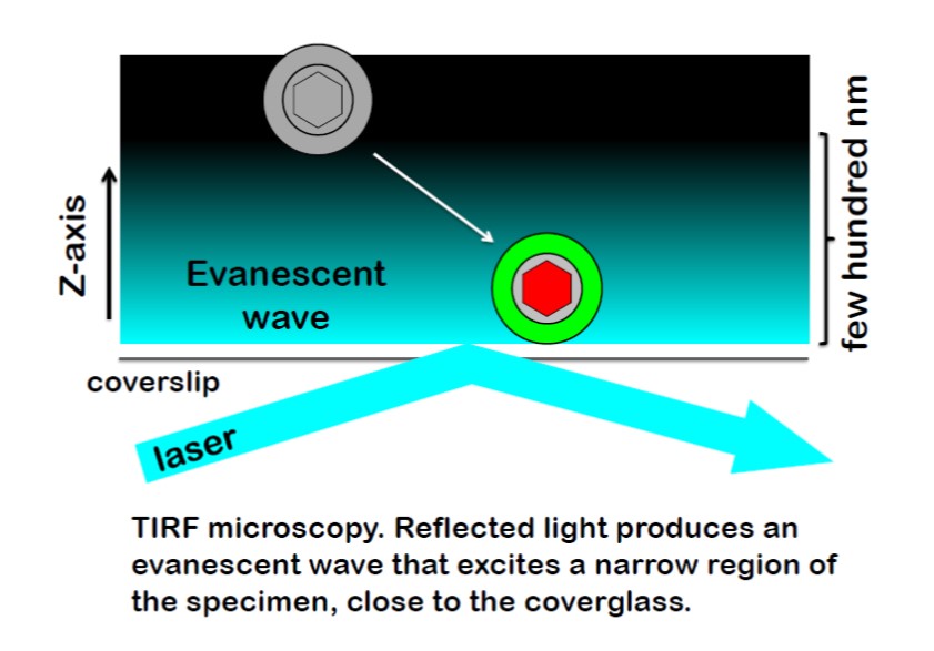 Nikon Ti2-E Inverted fluorescence microscope 