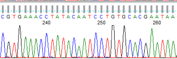 trace file