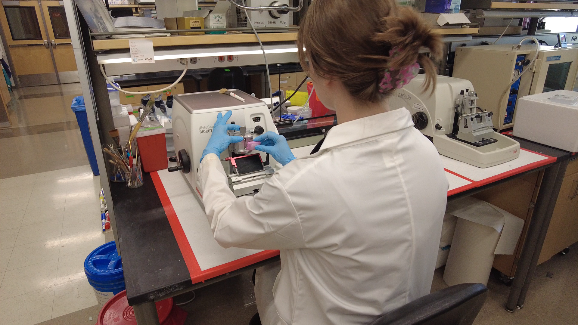 Histology Core Manager Solange Steadman operating a microtome