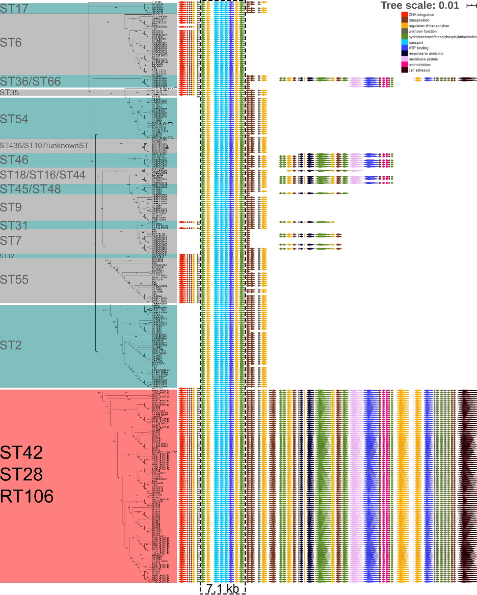 Phylogenomic analysis of Clostridioides difficile ribotype 106 strains reveals novel genetic islands and emergent phenotypes