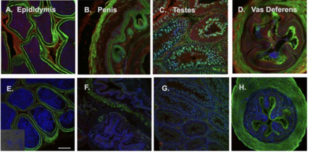 Age and Hormonal Stimulation Affect Tyramine Enrichment and Smooth Muscle Modulation within the Male Mouse Reproductive System