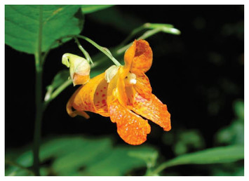 De-novno whole genome assembly of the orange jewelweed, Impatiens capensis Meerb. (Balsaminaceae) using nanopore long-read sequencing