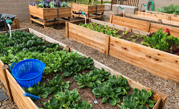 Community garden with wooden raised beds filled with green leafy vegetables and a blue basket.