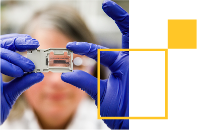 A woman with gloved hands holds up a MiSeq flow cell to cluster DNA fragments for sequencing in the Desert Southwest Genomics Center