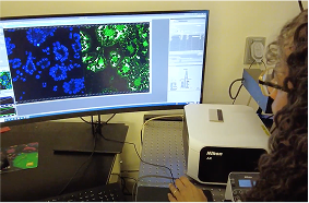 AX R Laser Scanning Confocal Microscope